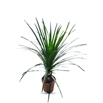 Dracaena Draco